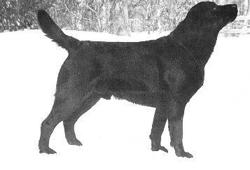 ransom.JPG (32973 bytes)