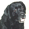 CaptainHead.JPG (10755 bytes)
