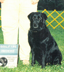 Piper sitting.JPG (60898 bytes)
