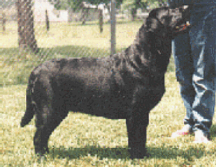 Tess.JPG (88874 bytes)