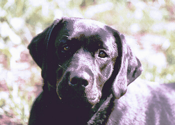 Violethd1a.JPG (99780 bytes)